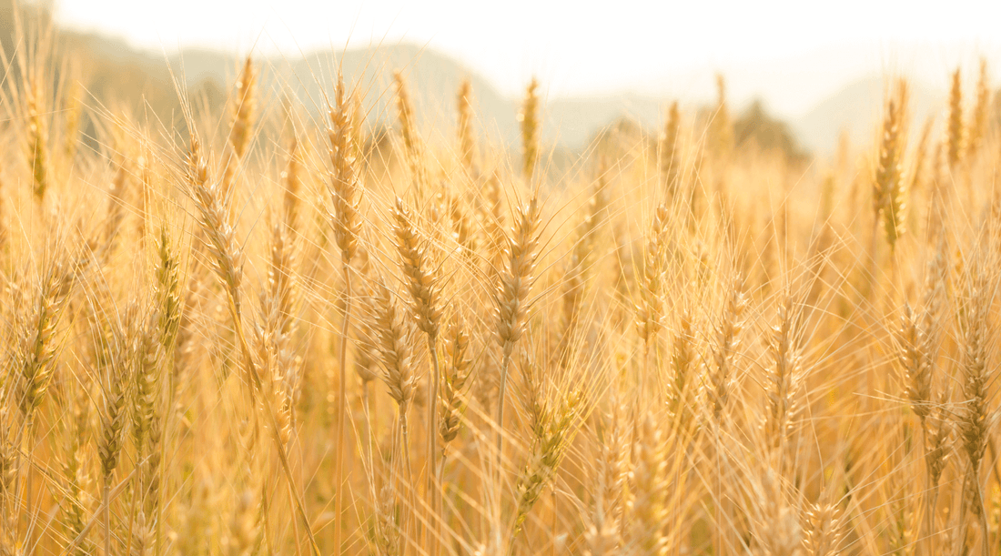 Barley Fields